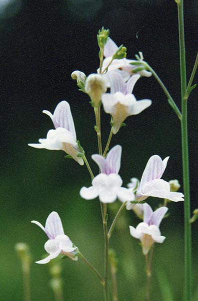 Linaria repens en fleurs dans une pelouse sèche des Alpes